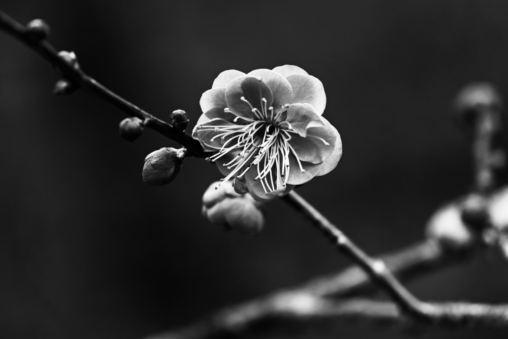 梅の花