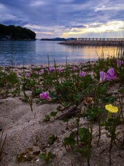 夕暮れの砂浜