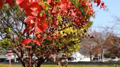 サルスベリの実