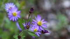 紫苑（シオン）