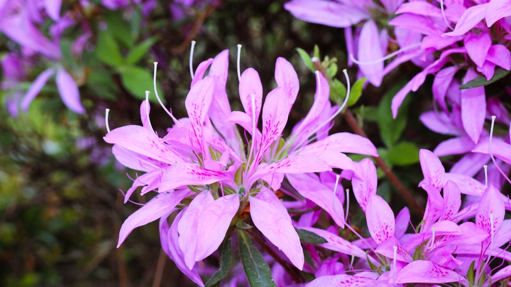 ちょっと珍しいツツジ.2