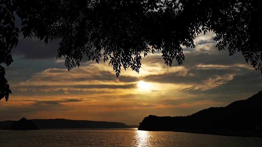 栴檀越しの夕景