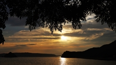 栴檀越しの夕景