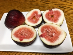 無花果ver.2