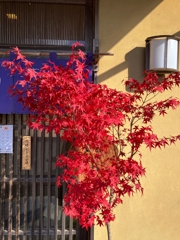 ある和菓子屋さんにて