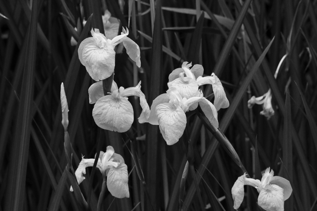 Monochrome