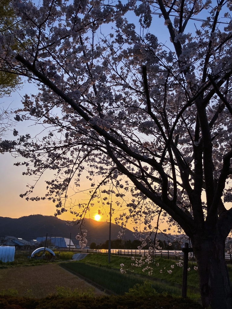 桜の樹のシルエット