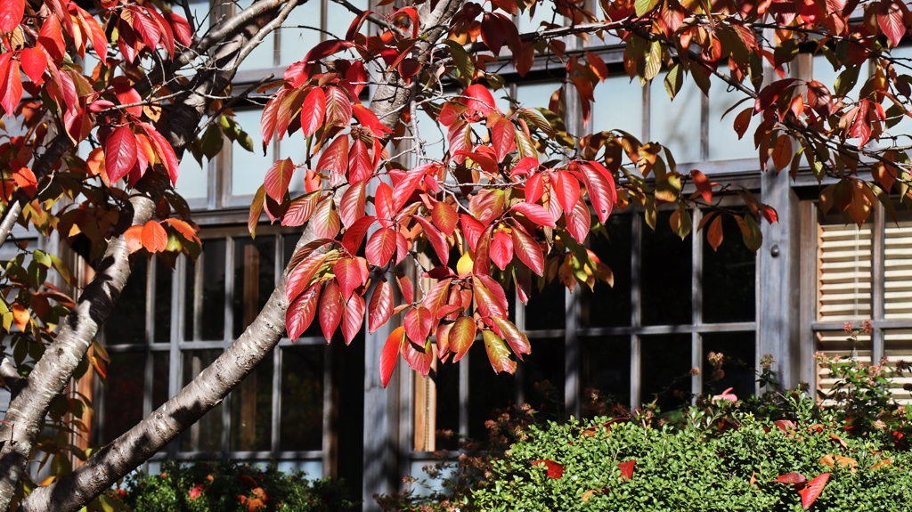桜の紅葉