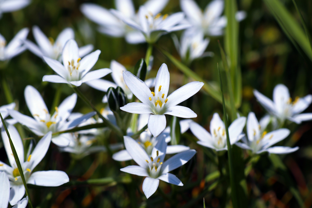 オオアマナ（大甘菜）