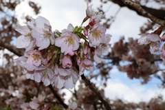 休日の山桜