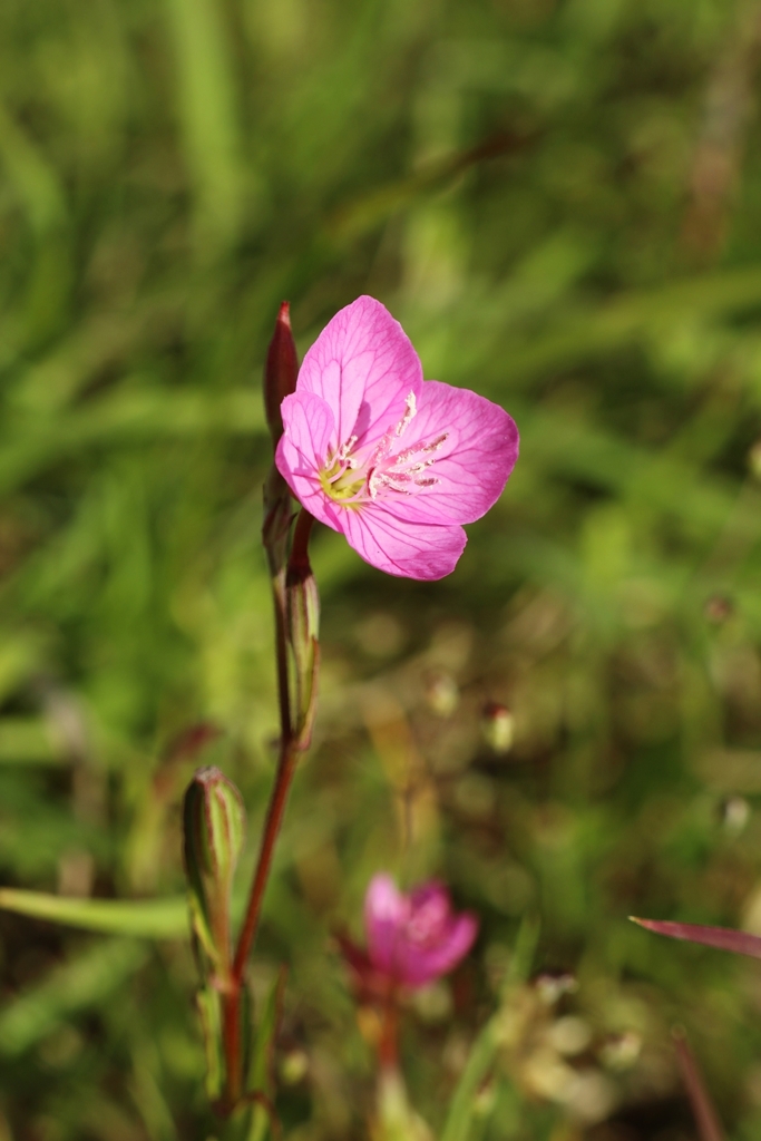 アカバナユウゲショウ