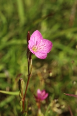 アカバナユウゲショウ