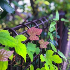 スマホで朝撮り.1