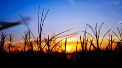 雑草のシルエット