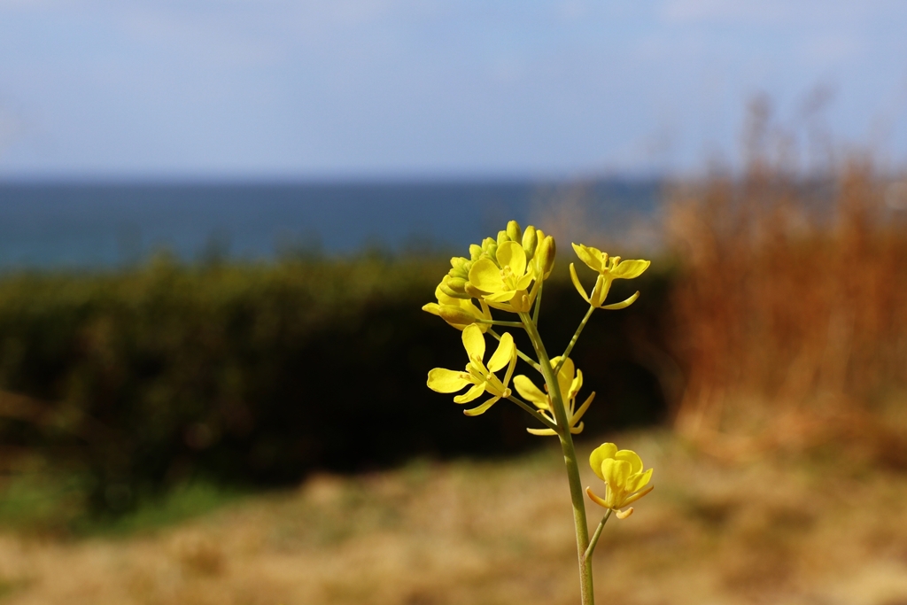 もうそんな季節なんだ！