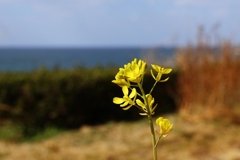 もうそんな季節なんだ！