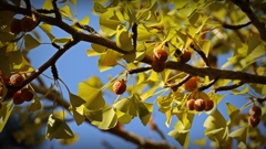 イチョウとギンナン