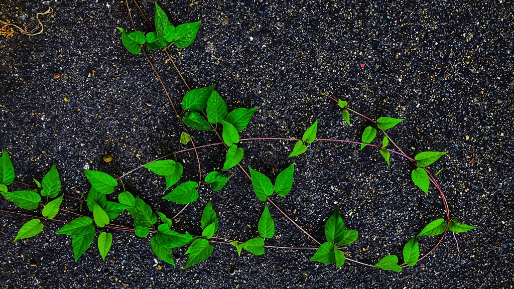 アスファルトに伸びる