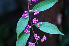 ムラサキシキブの実