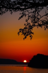 栴檀のシルエット