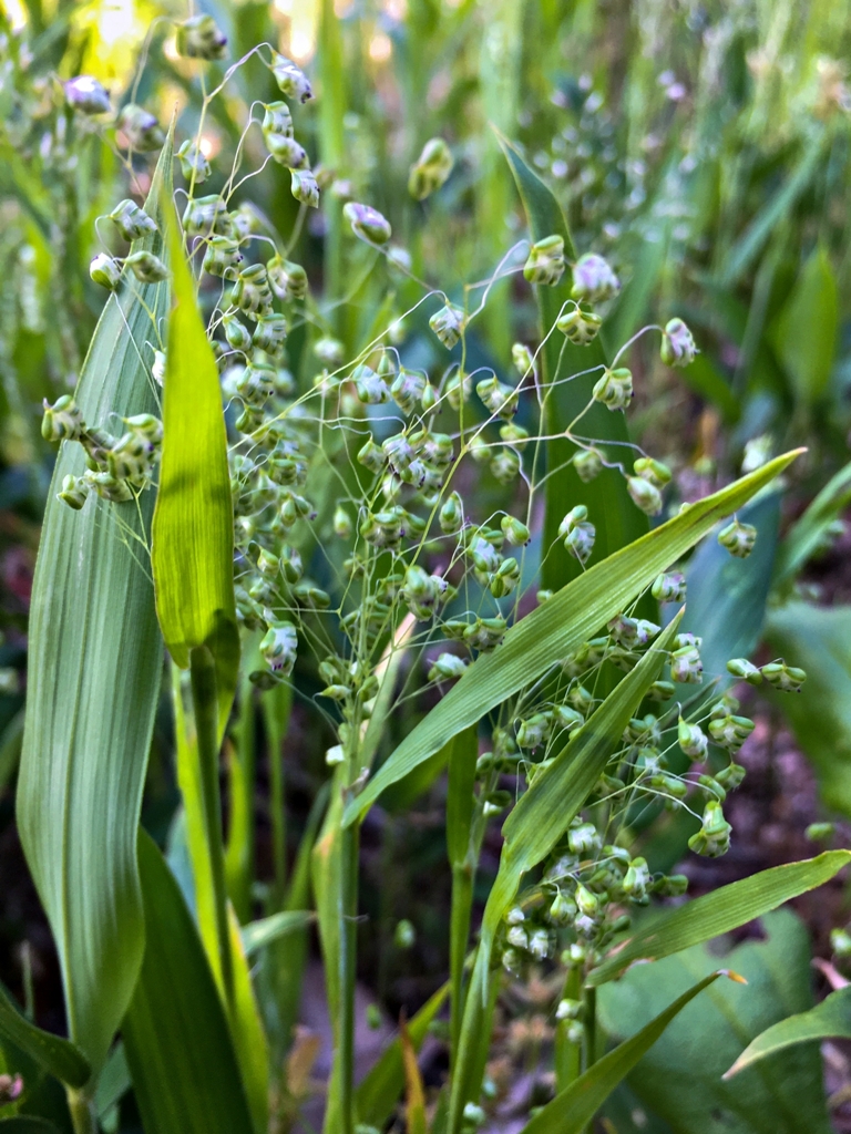 ヒメコバンソウ