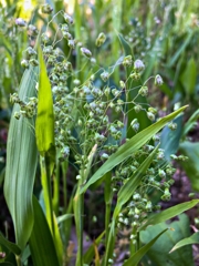 ヒメコバンソウ