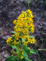 ツワブキによく似た花