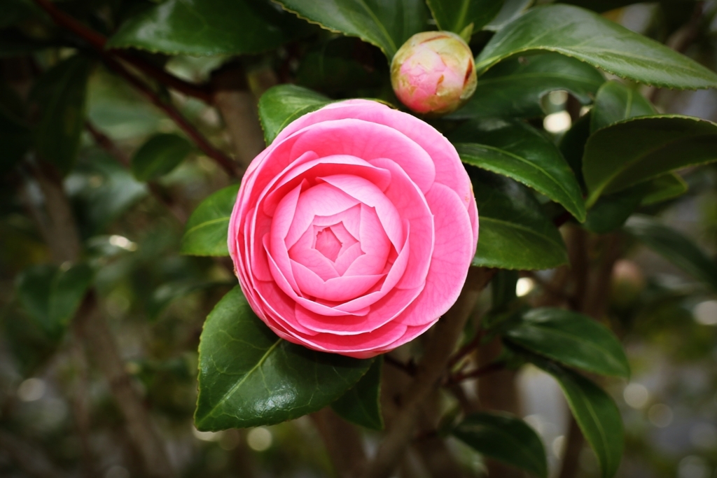 乙女椿が咲きました