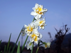 路傍の八重咲き水仙