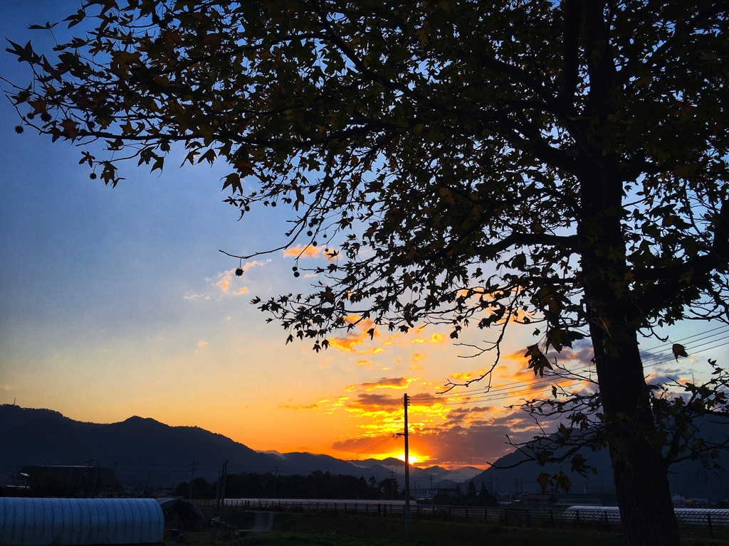 今朝は横バージョン