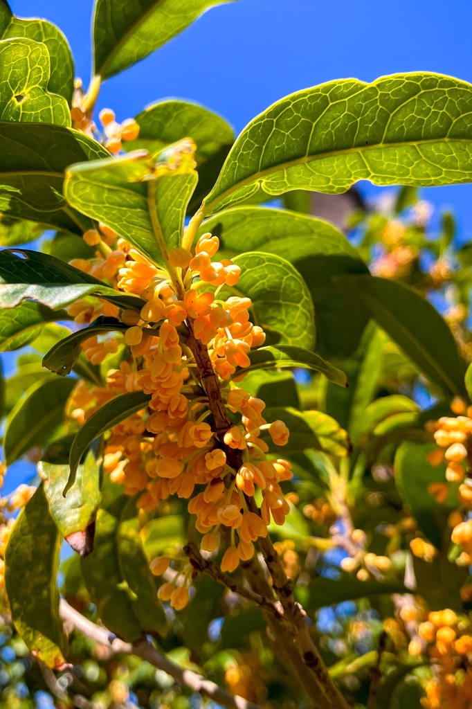そこらじゅうで香り始めました