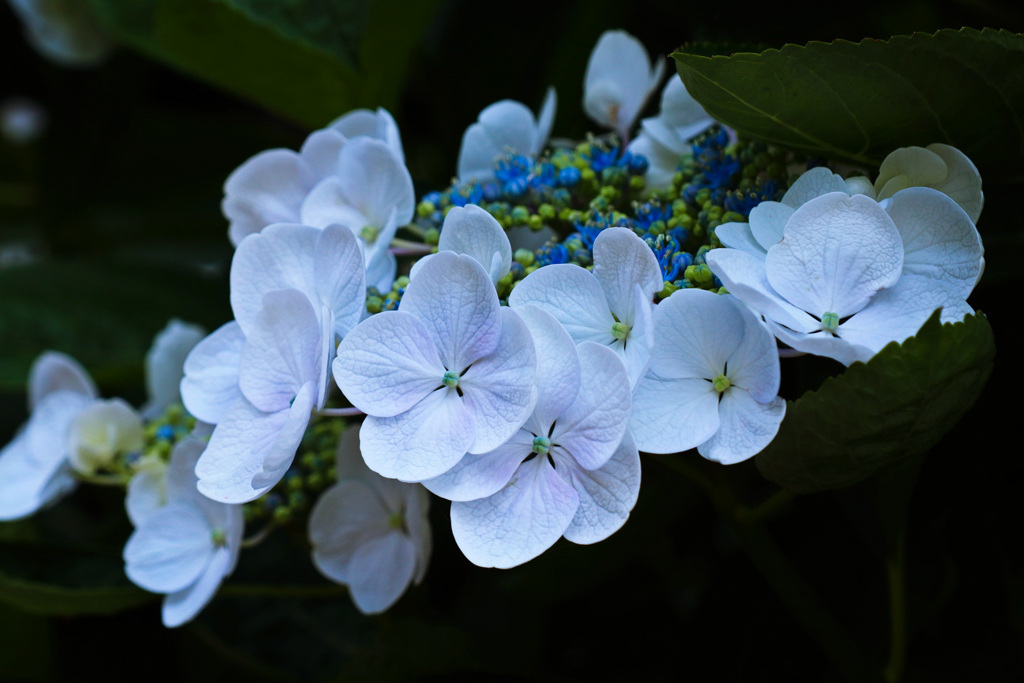 Hydrangea.1