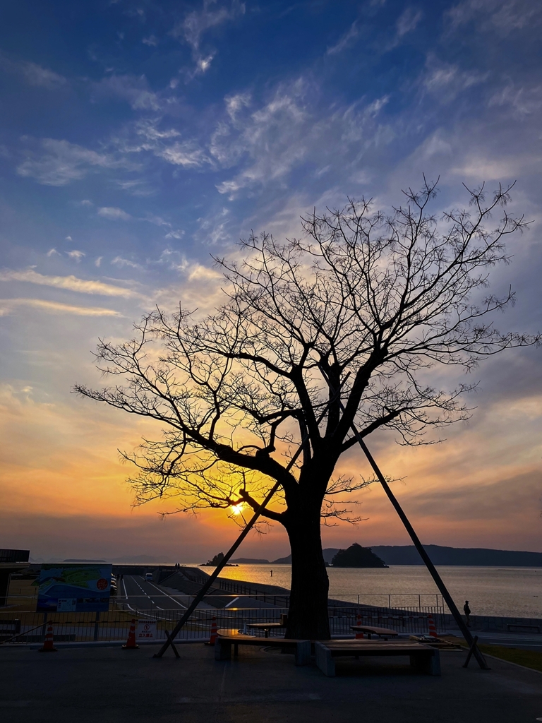 栴檀のシルエット