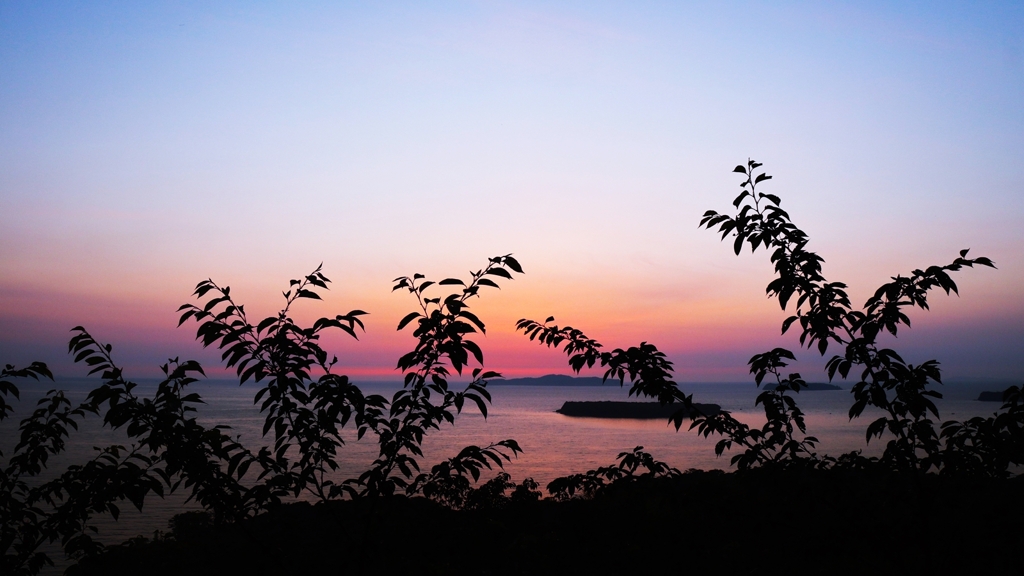 桜のシルエット