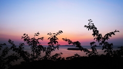 桜のシルエット