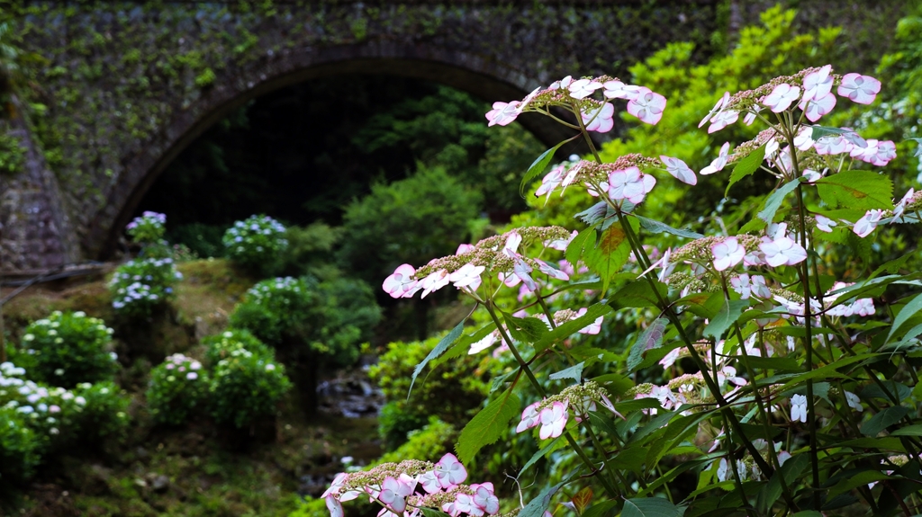 眼鏡橋とガクアジサイ