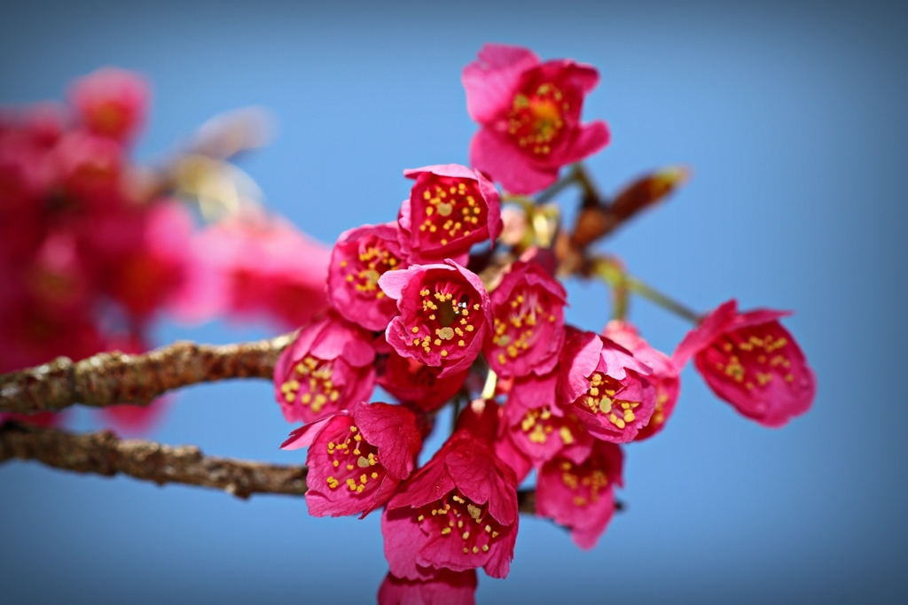 緋寒桜