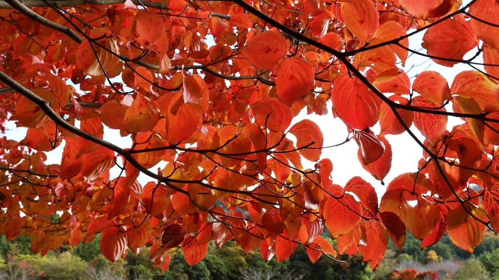 ヤマボウシの紅葉