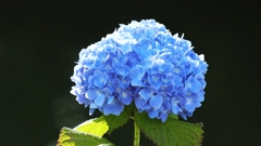 気の早い紫陽花