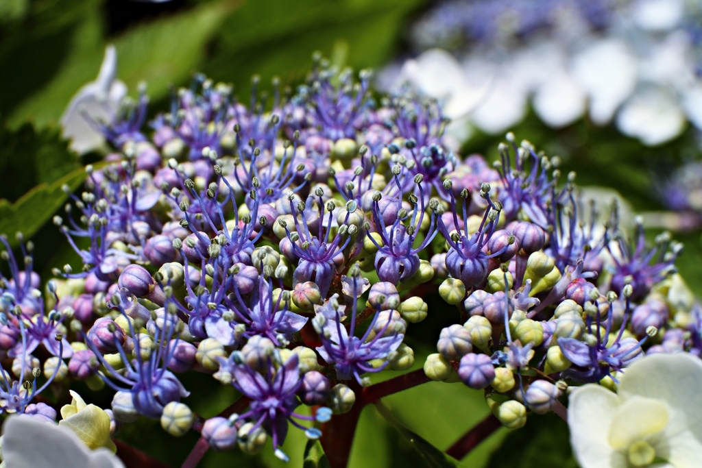 Hydrangea.5