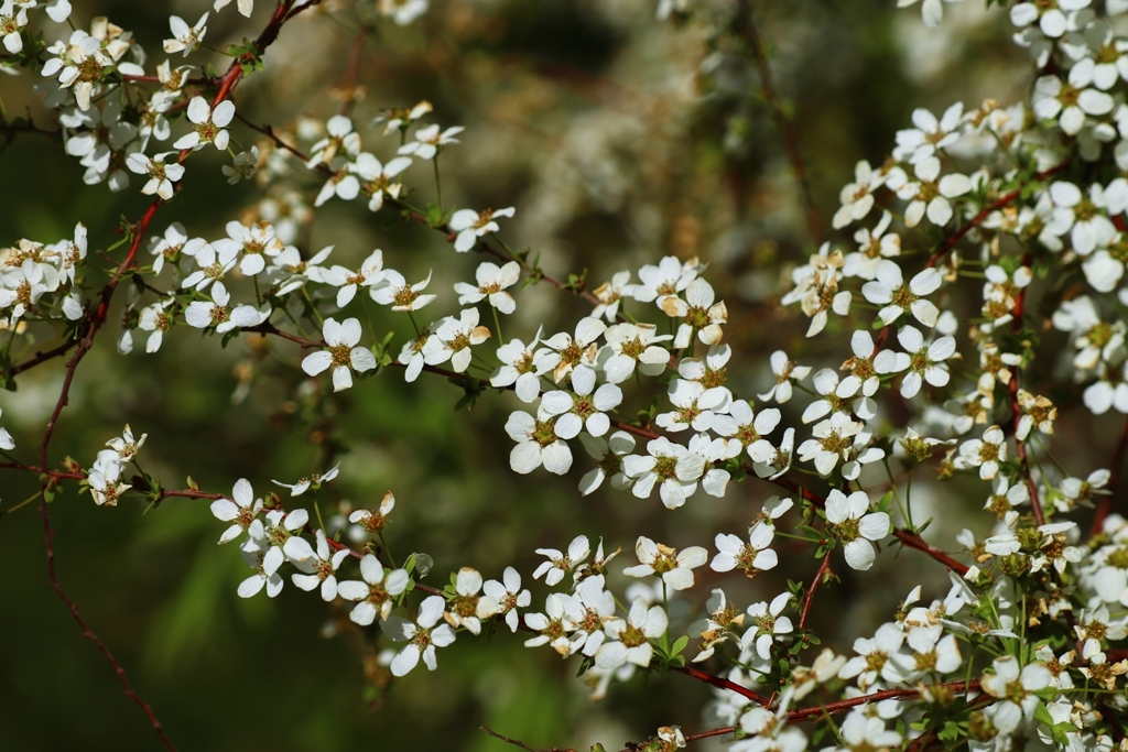 ユキヤナギは撮りにくい。