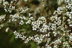 ユキヤナギは撮りにくい。