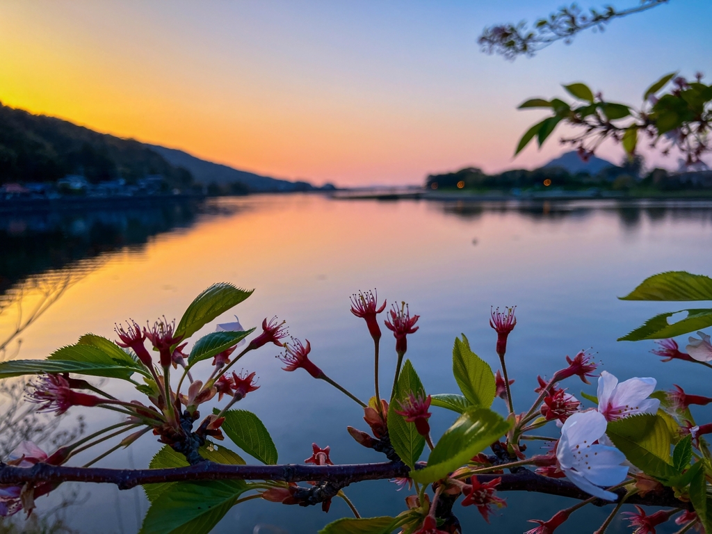 桜も見納め