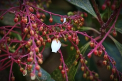 気の早い馬酔木の花