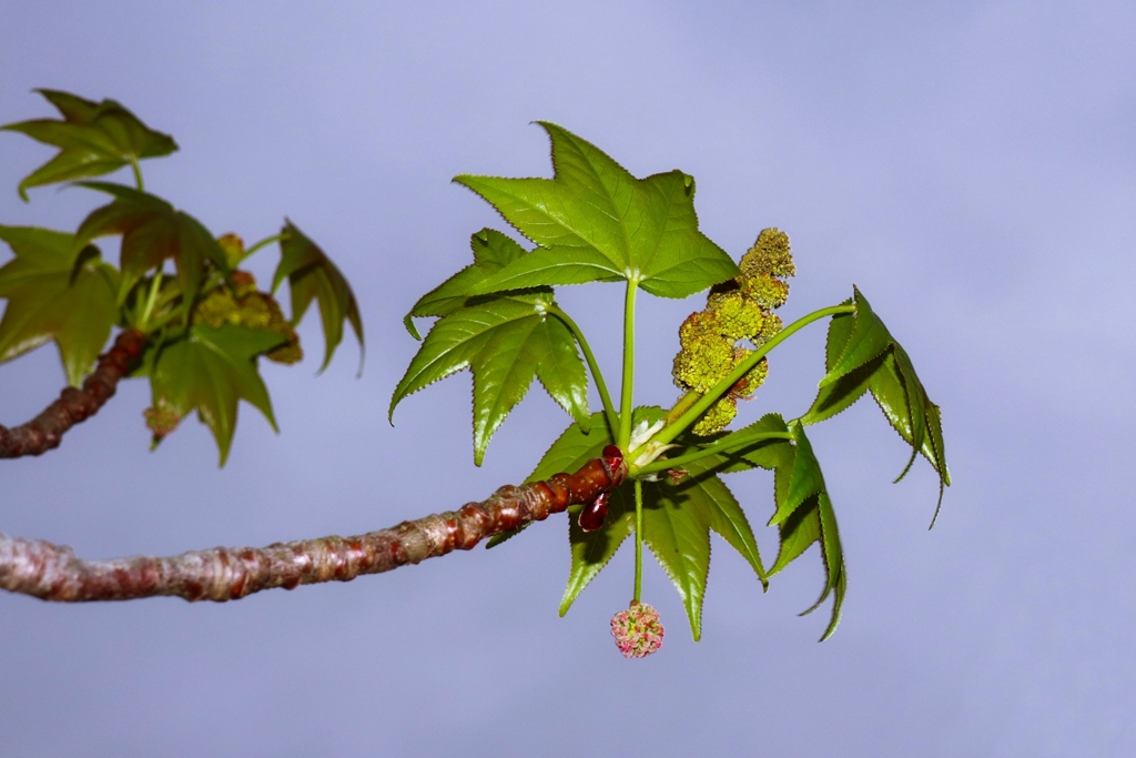 モミジバフウの若葉と花と・・・