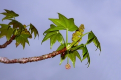 モミジバフウの若葉と花と・・・