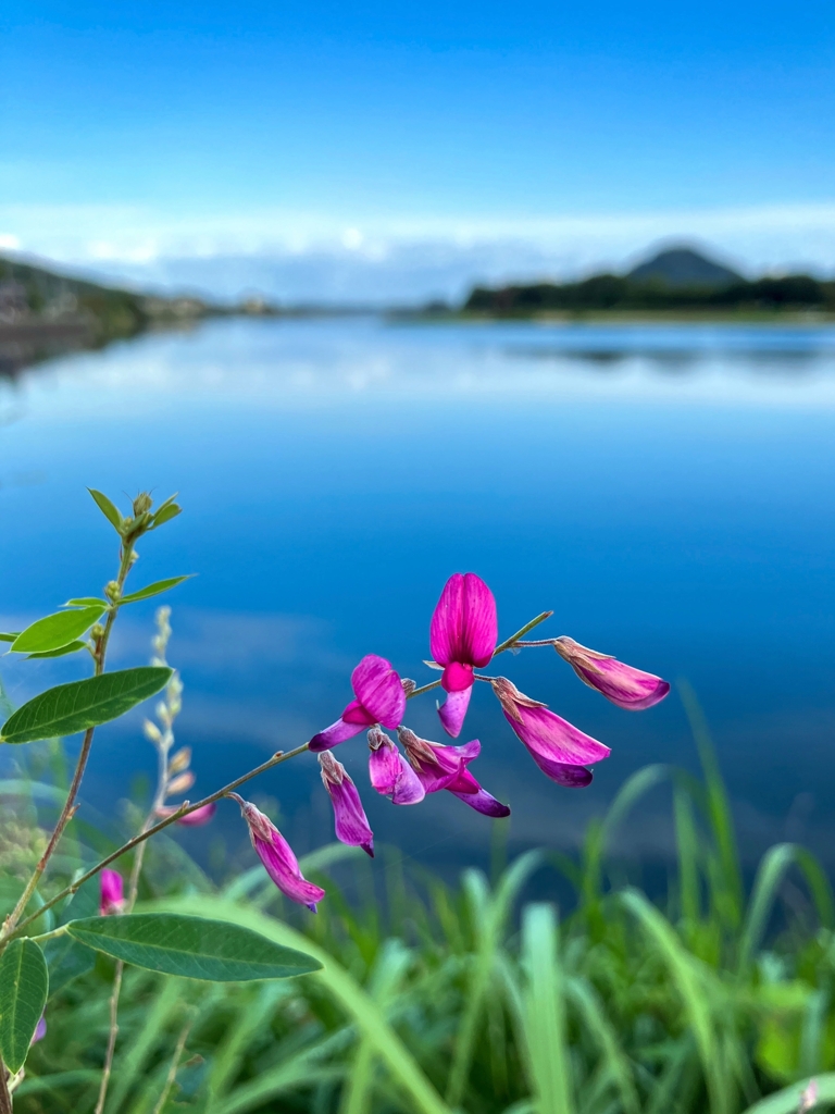 季節の花