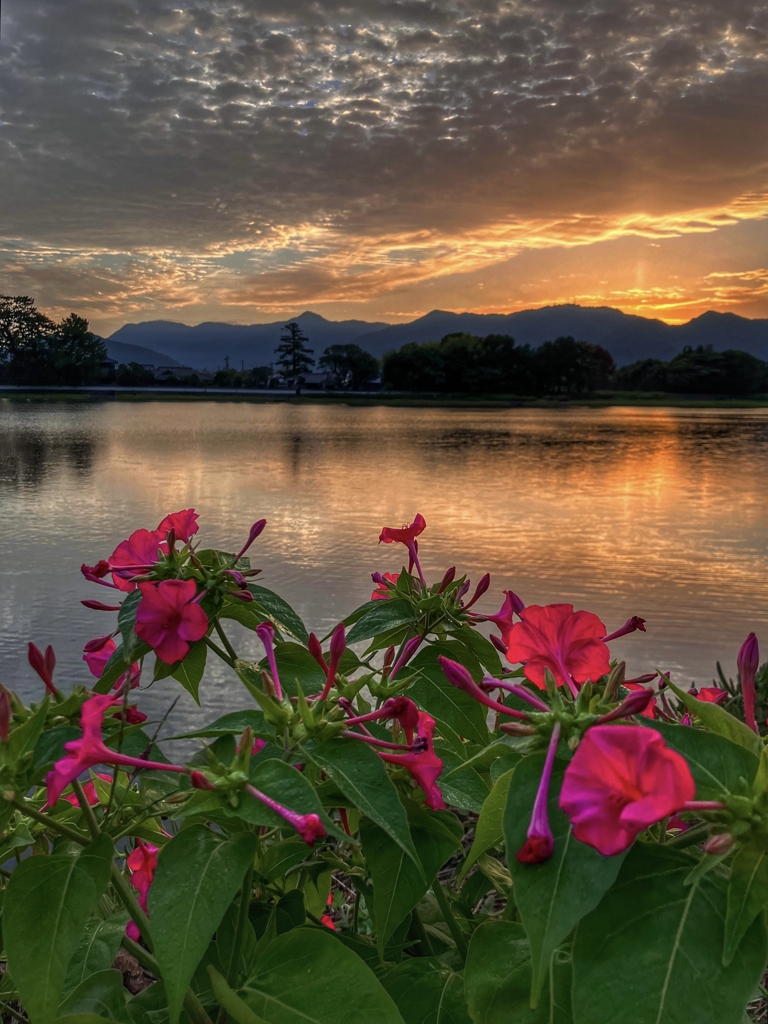 オシロイバナと朝焼け