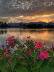 オシロイバナと朝焼け