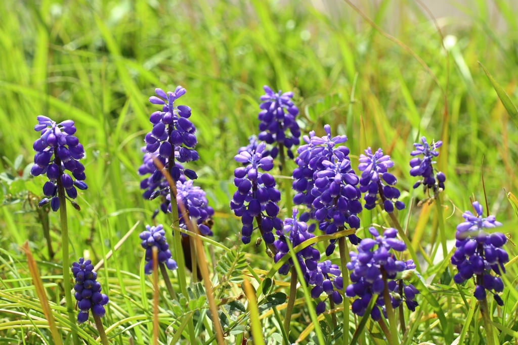 日向のムスカリ